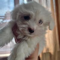 Maltese