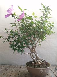 Bonsai ibisco