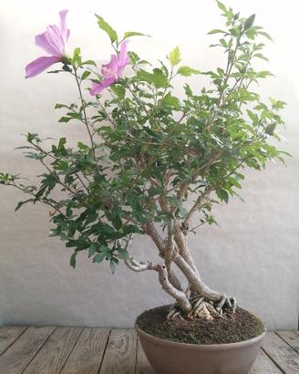 Bonsai ibisco