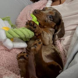 Bassotto keninchen Arlecchino