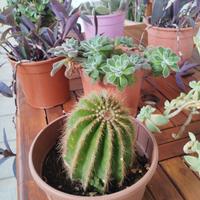 piante grasse cactus