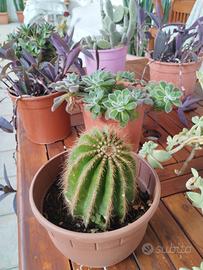 piante grasse cactus