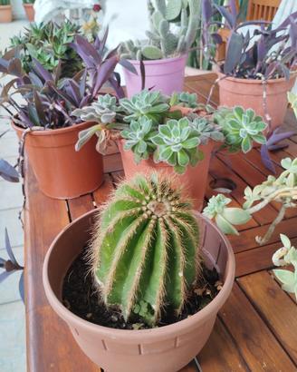piante grasse cactus
