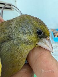 Disponibili verdoni ancestrali