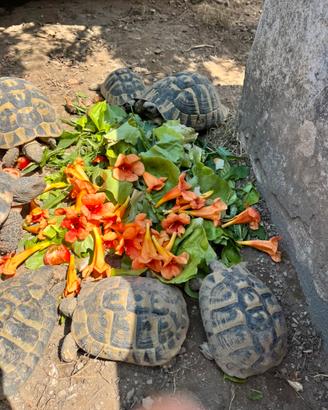 Tartaruga testudo hermanni femmina