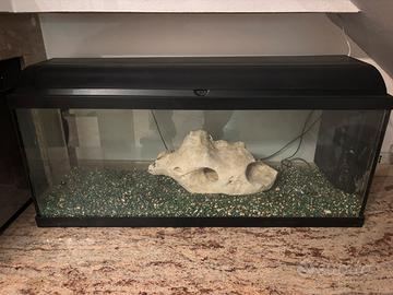 Acquario