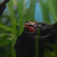 Neo caridina sakura alta qualità