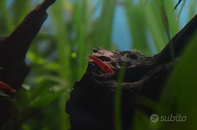 Neo caridina sakura alta qualità