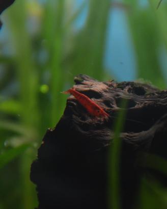 Neo caridina sakura alta qualità