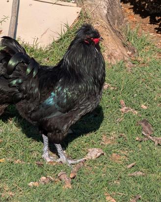 Gallo