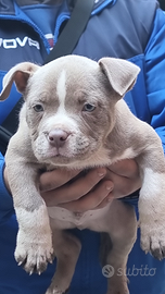 American Bully AmericanBully su pe r Trililac