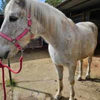 Cavalla per principianti