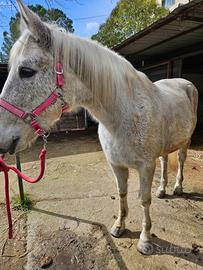 Cavalla per principianti