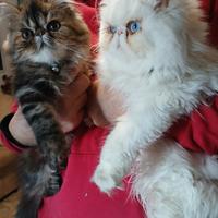 Fidanzato x la mia stella persiana tigrata