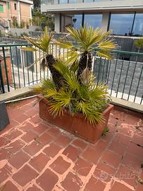 Cycas da esterno