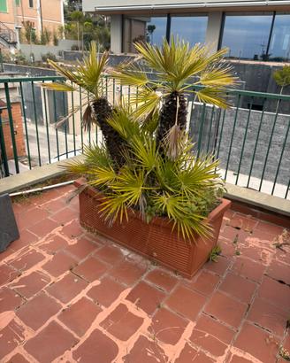 Cycas da esterno