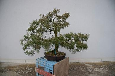 Bonsai