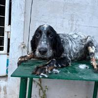 Cucciolo setter inglese tricolore