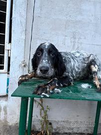Cucciolo setter inglese tricolore