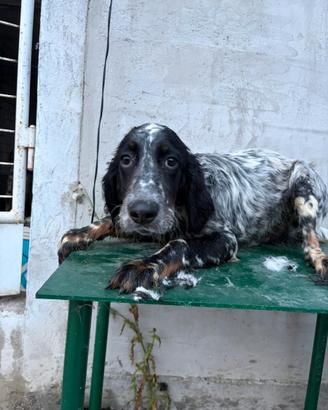 Cucciolo setter inglese tricolore