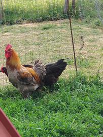 Galline Marans ( uova color cioccolato (