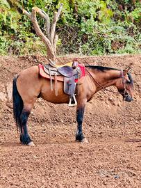 Cavallo Criollo