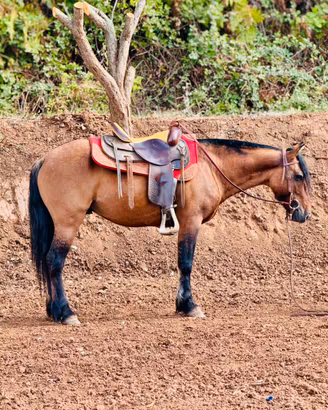 Cavallo Criollo