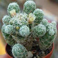 Mammillaria Vetula gracilis
