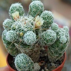 Mammillaria Vetula gracilis