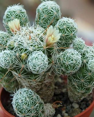 Mammillaria Vetula gracilis