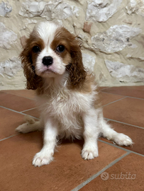 Cucciola cavalier king