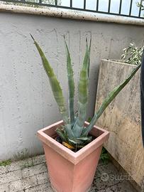 Pianta agave