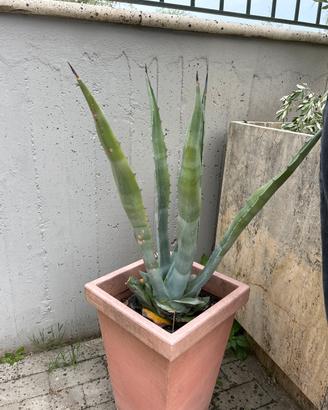 Pianta agave