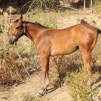 Cavalla gravida con puledro