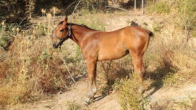 Cavalla gravida con puledro