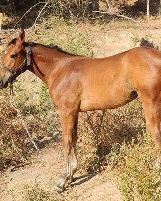 Cavalla gravida con puledro