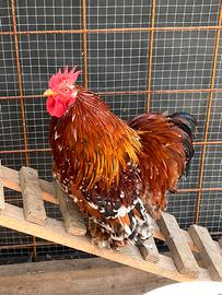 Galletto cocincina nana millefiori