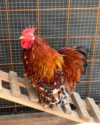 Galletto cocincina nana millefiori