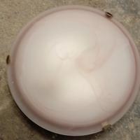 coppia di plafoniere  Rosa