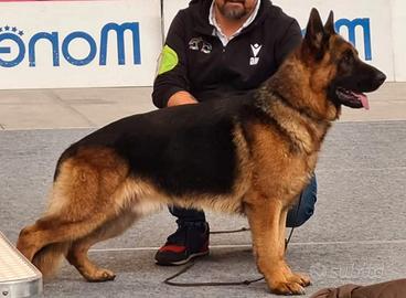 Campione Pastore Tedesco