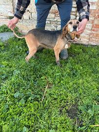 Segugia italiana lepre