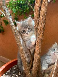 gattini siberiani con pedigree