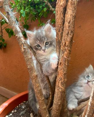 gattini siberiani con pedigree