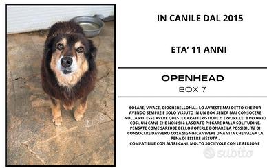 Cani in adozione di diversa età