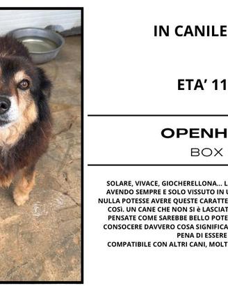Cani in adozione di diversa età