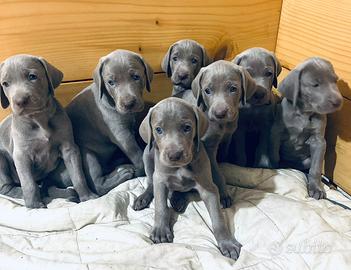 Weimaraner cuccioli
