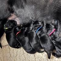 Cuccioli labrador neri