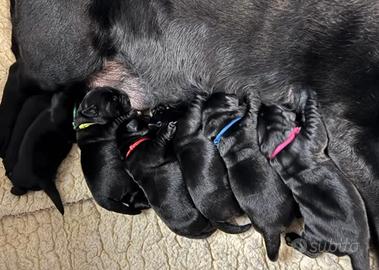 Cuccioli labrador neri