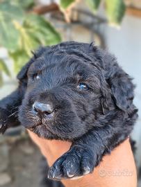 Cane Fonnese