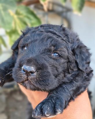 Cane Fonnese